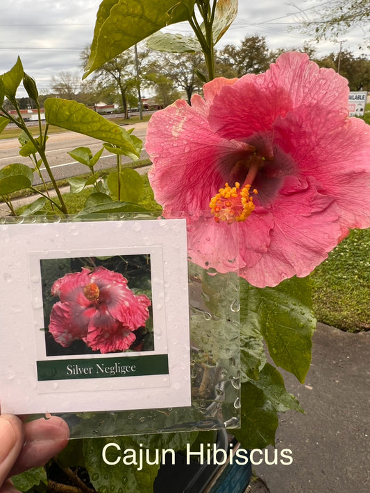 HIBISCUS SILVER NEGLIGEE - Cajun Hibiscus