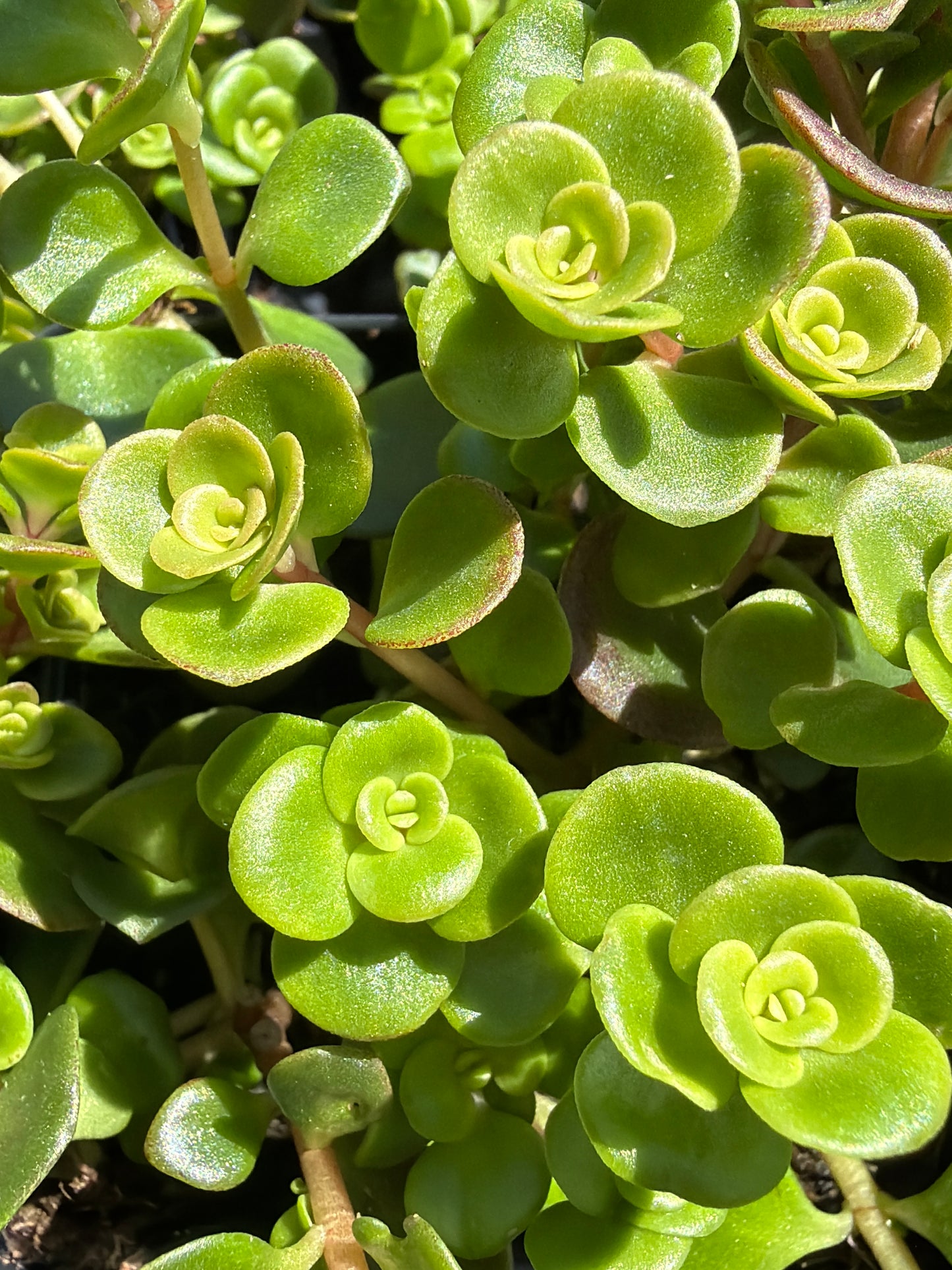 Sedum Coral Reef