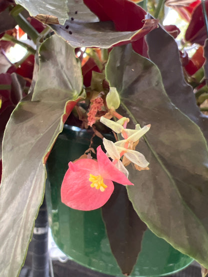 Begonia Torch