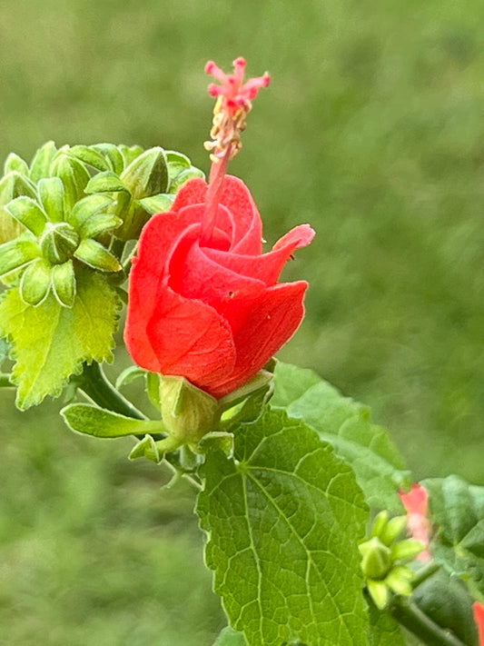 Turk's Cap