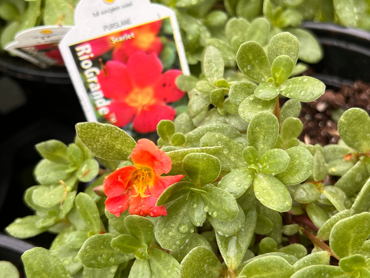 Purslane Rio Grande Scarlet