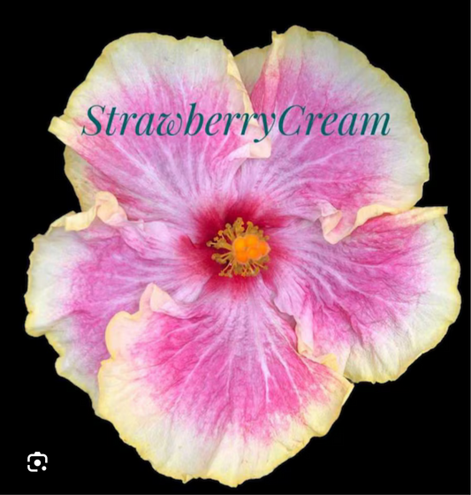 HIBISCUS STRAWBERRY CREAM - Cajun Hibiscus