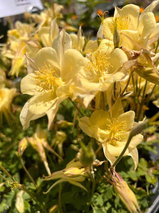 AQUILEGIA KIRIGAMI YELLOW COLUMBINE