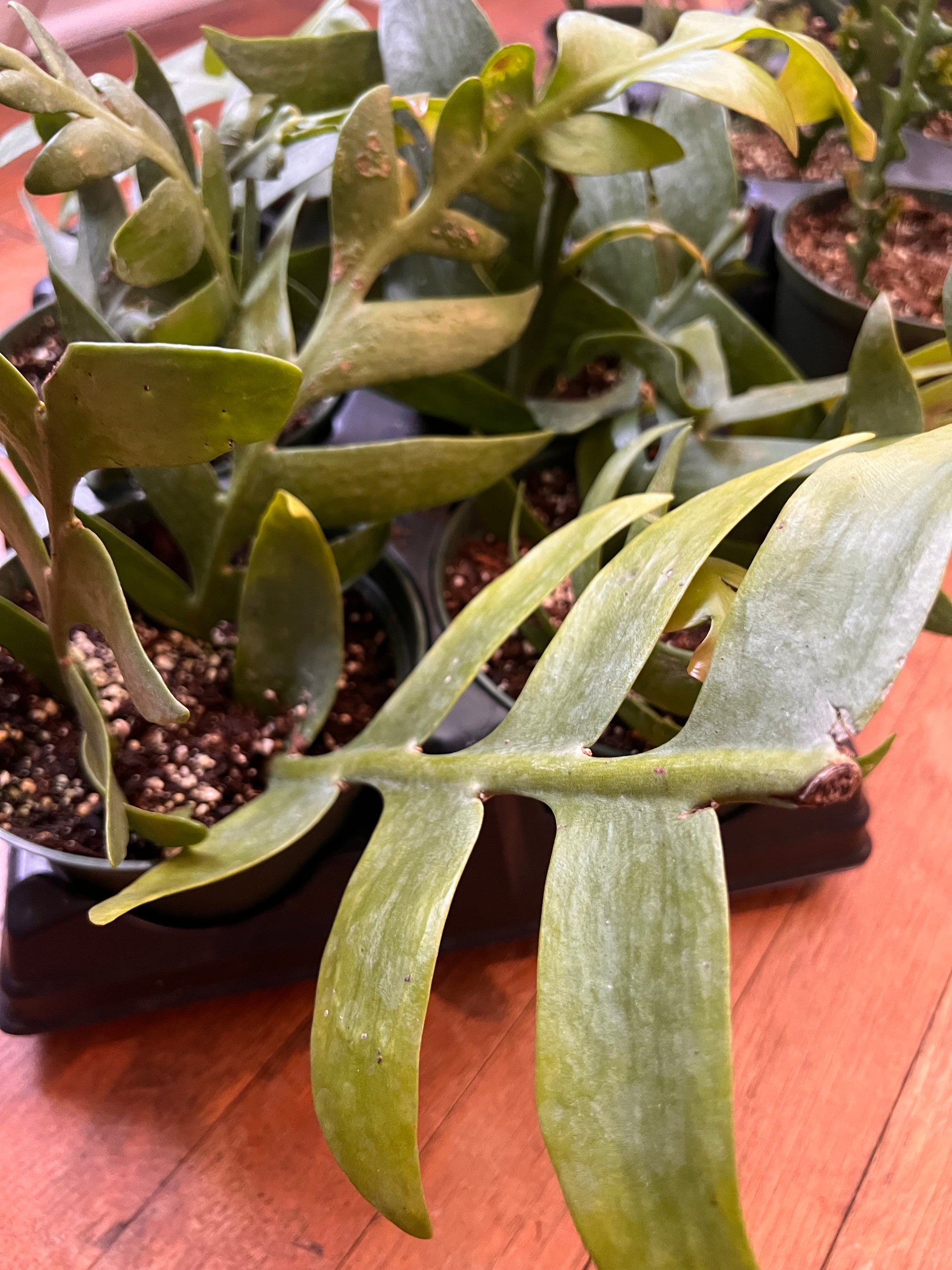 fishtail succulent plant Fishtail Cactus