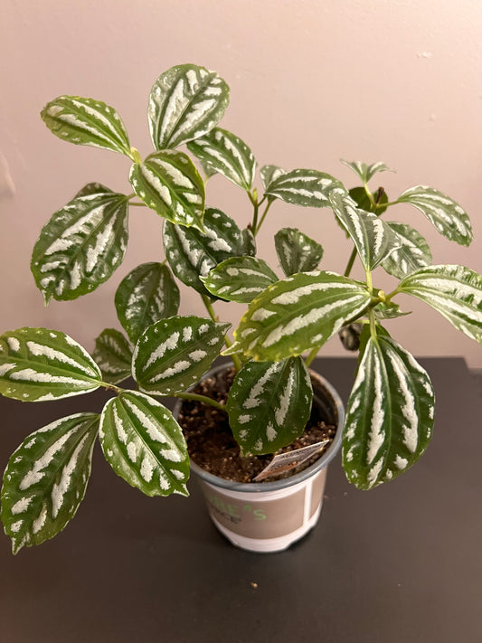 Aluminum Plant (Pilea cadierei)