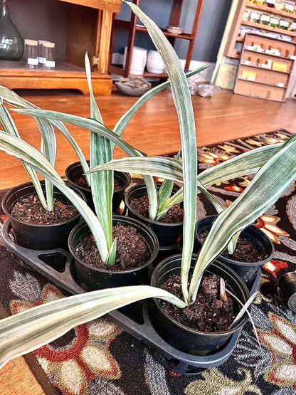 Sansevieria metallica 'Siam Silver'