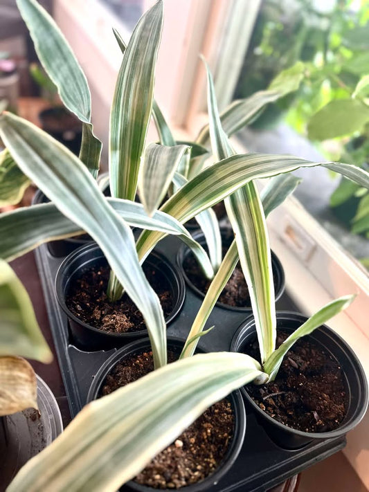 Sansevieria metallica 'Siam Silver'