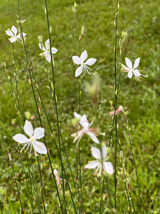 Gaura, Whirling Butterflies