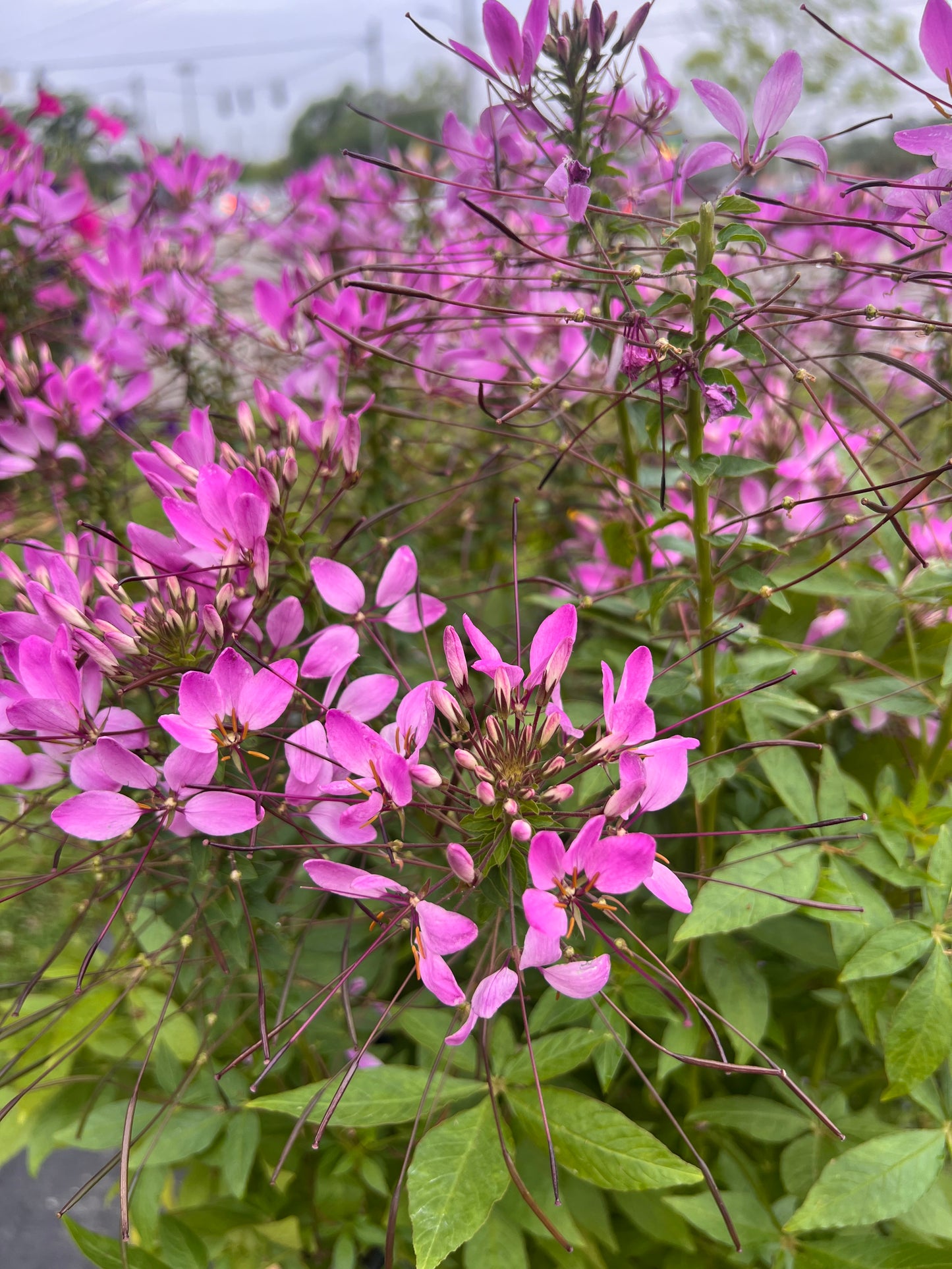 Cleome Clio Magenta