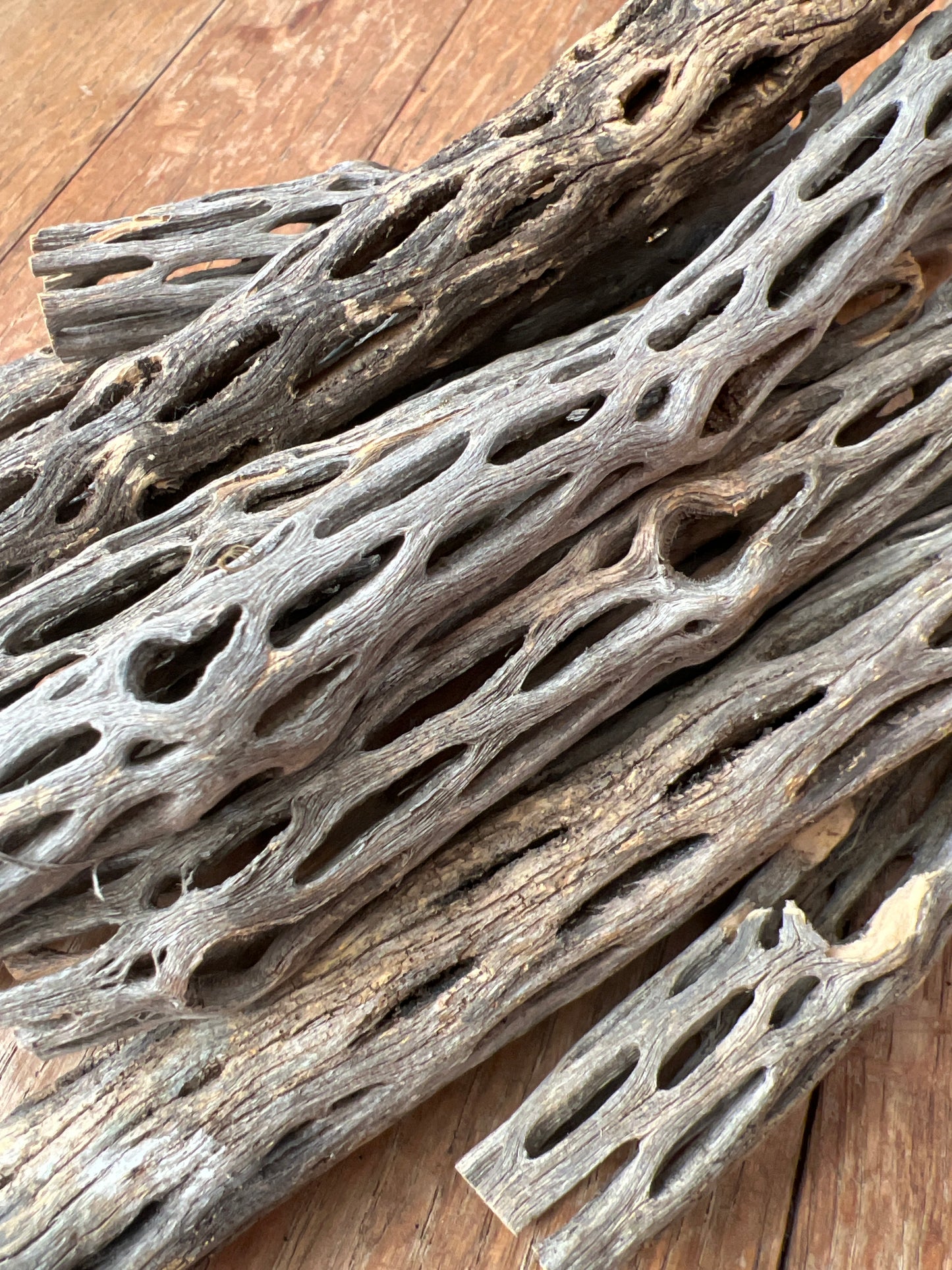 Cholla Wood