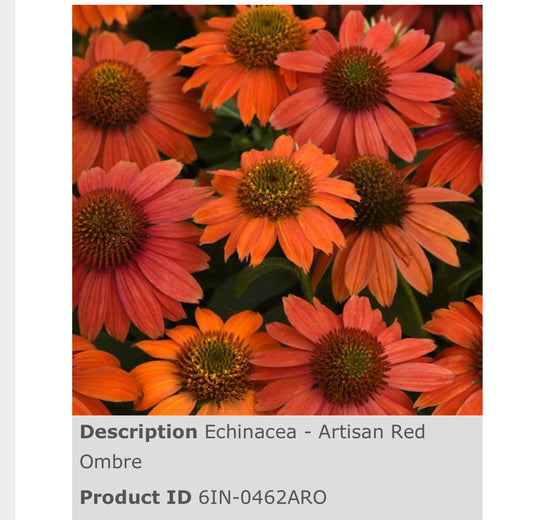 Echinacea Artisan™ Red Ombre