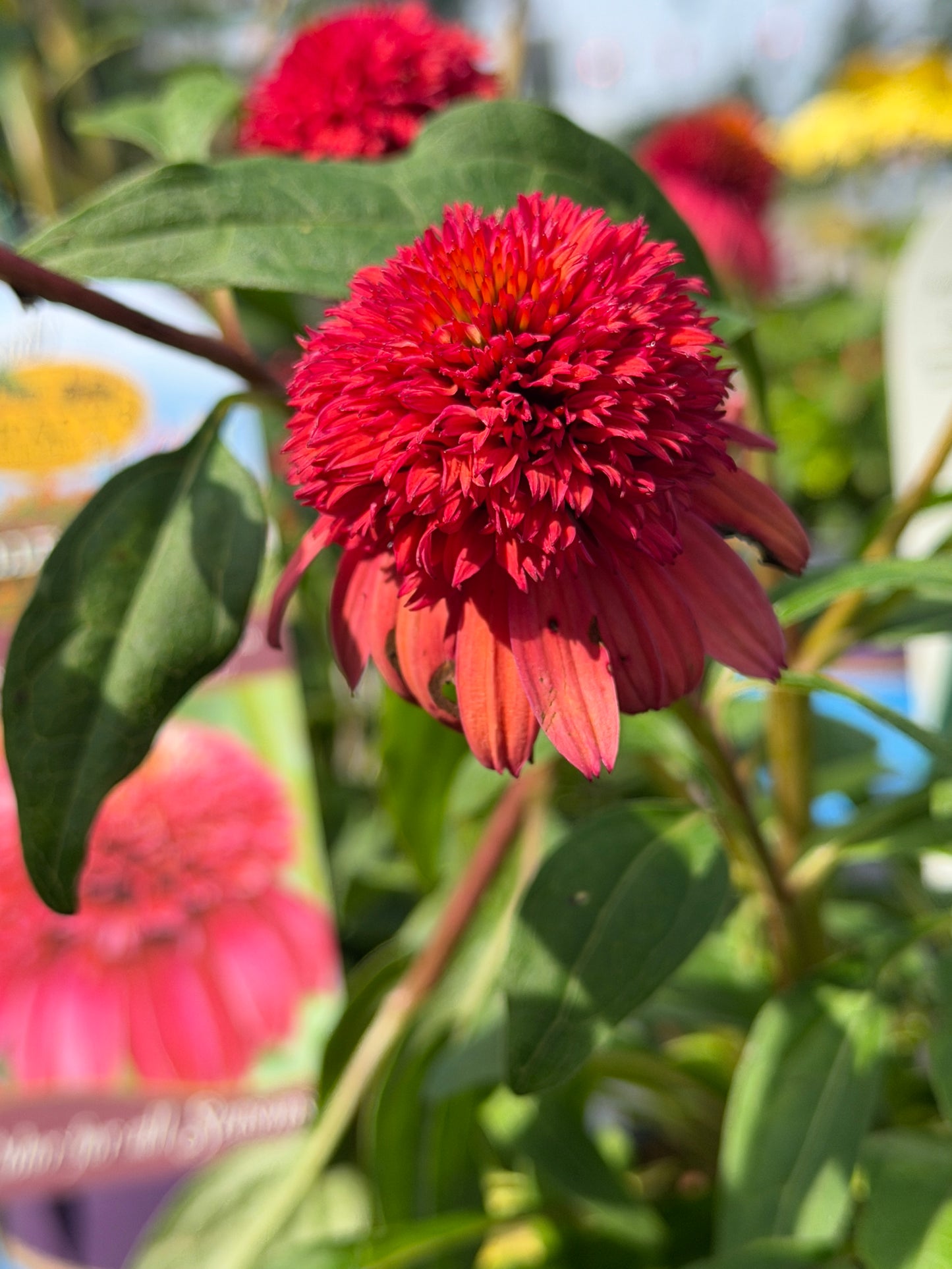 Echinacea Double Scoop Raspberry PP#23117