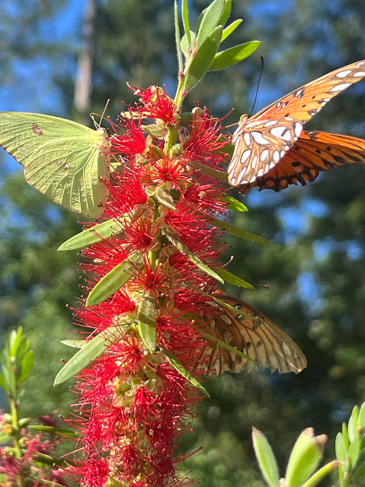 Bottle Brush, Crimson