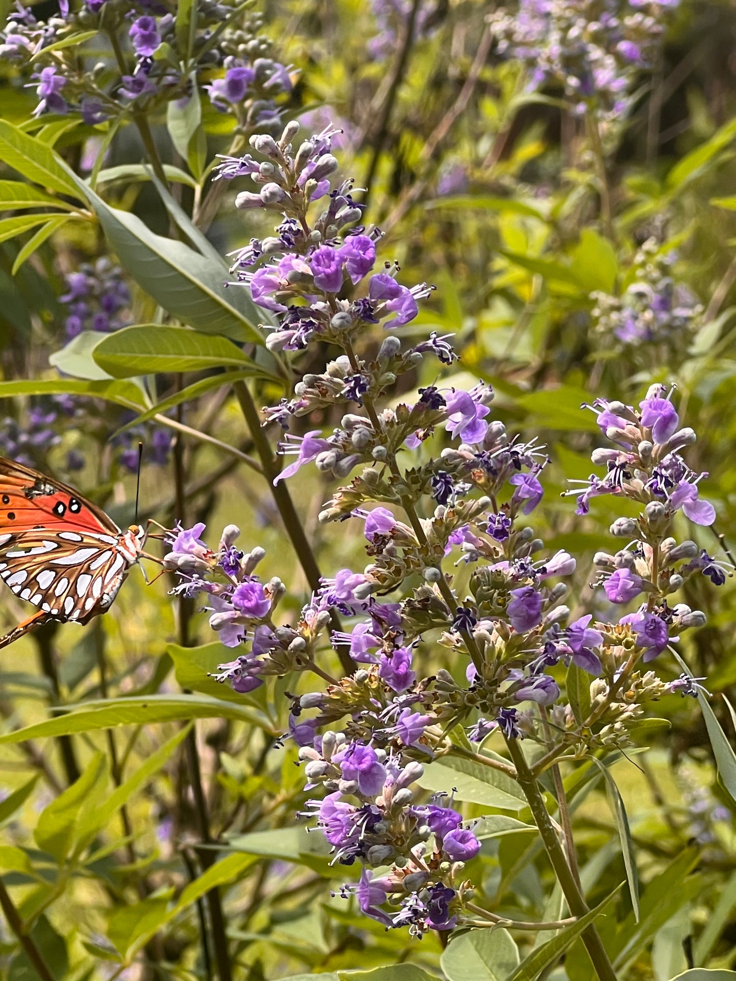 Vitex spp.