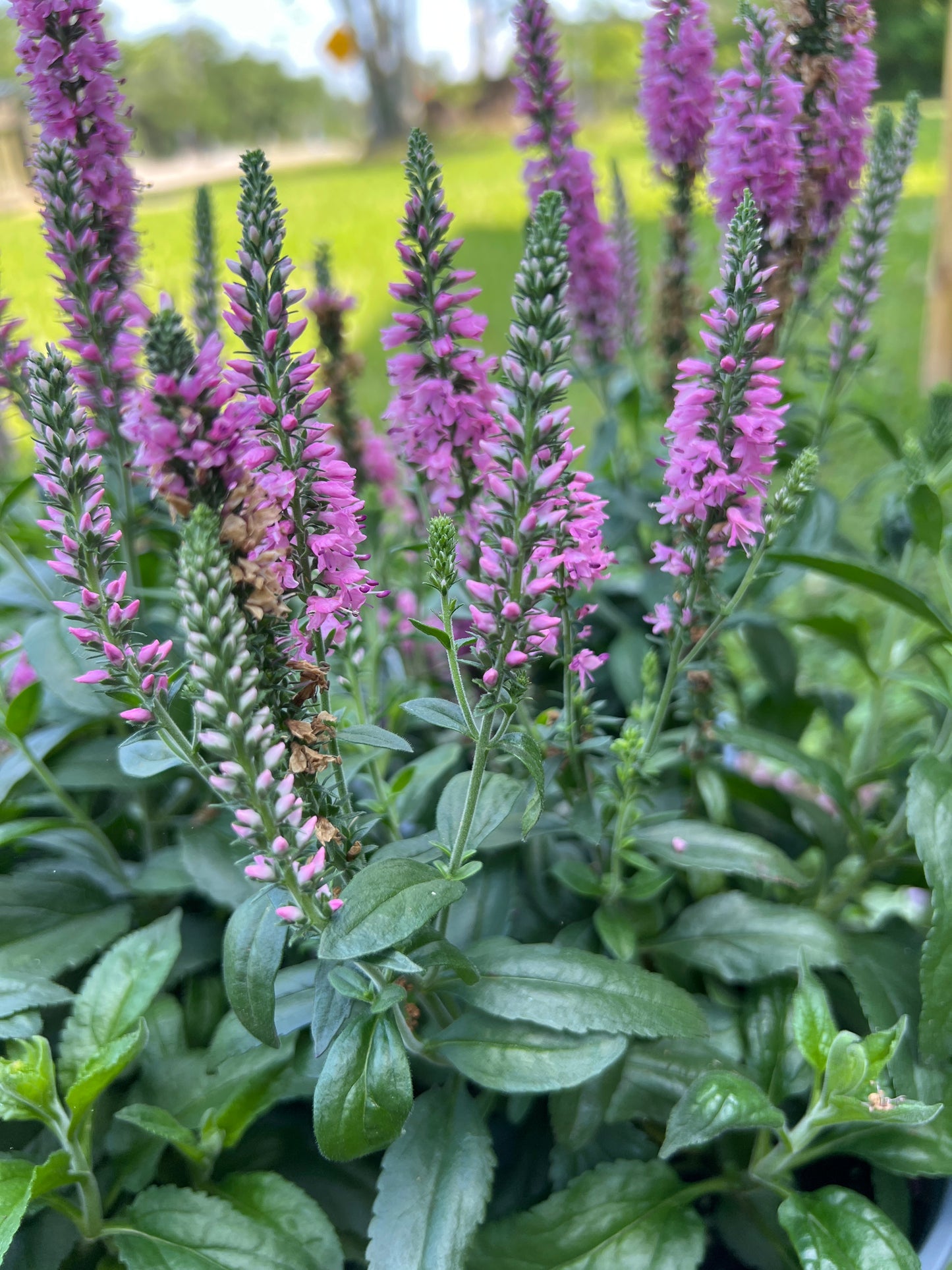Veronica Moody Blues Dark Pink Spike Speedwell