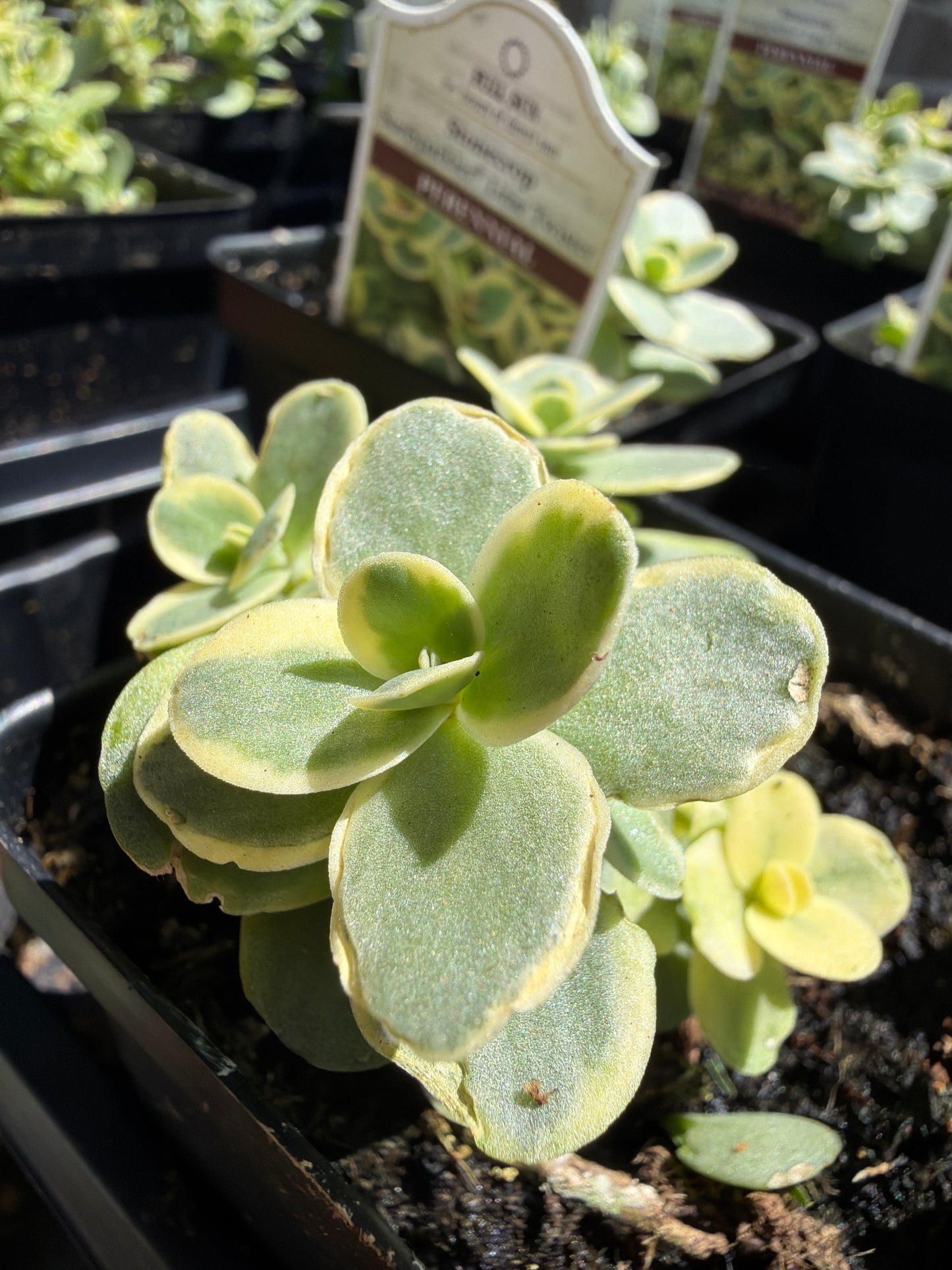 Sedum Lime Twister