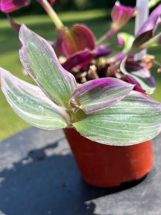 Tradescantia Pink Nanouk