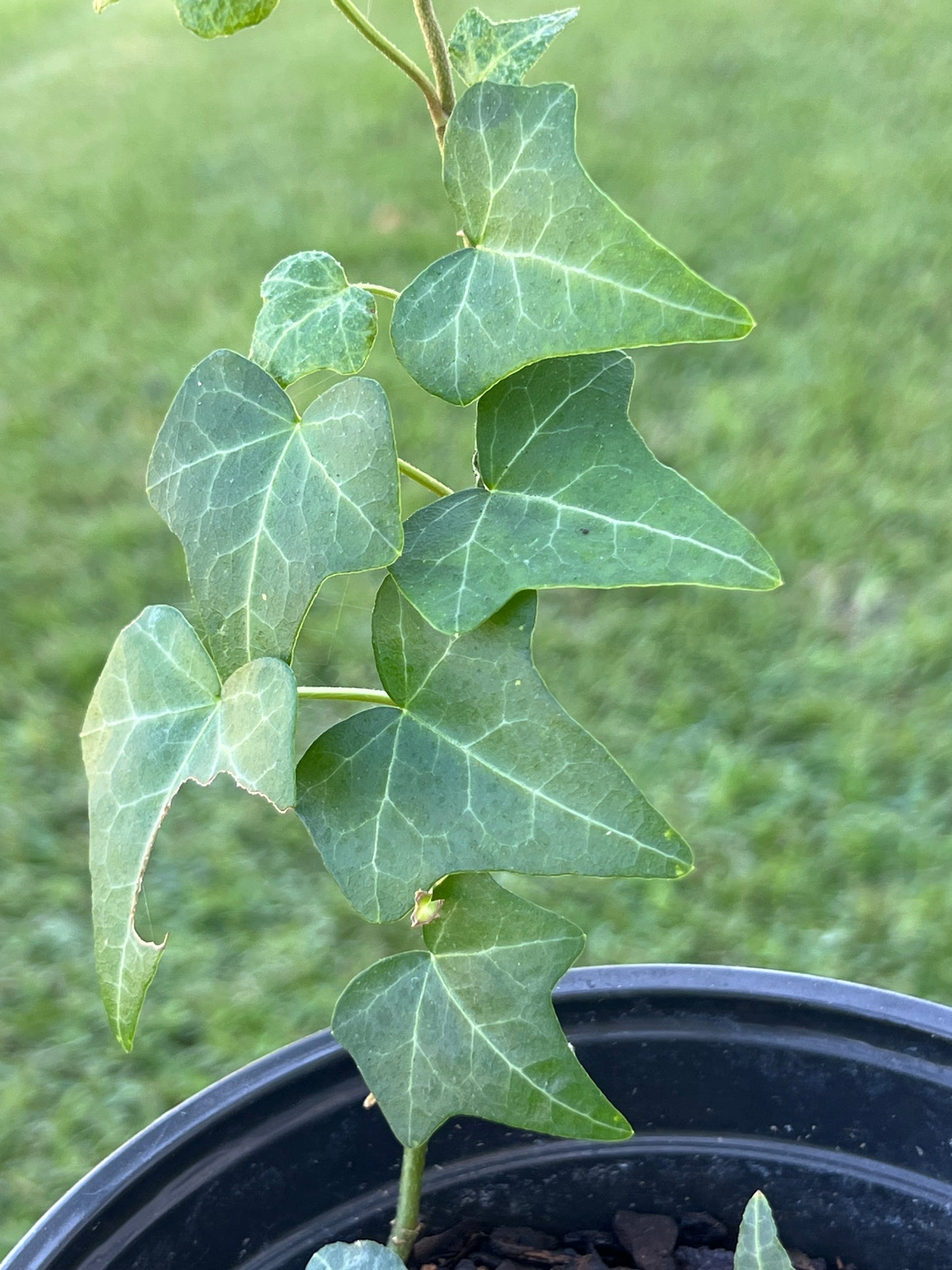 English Ivy Vine