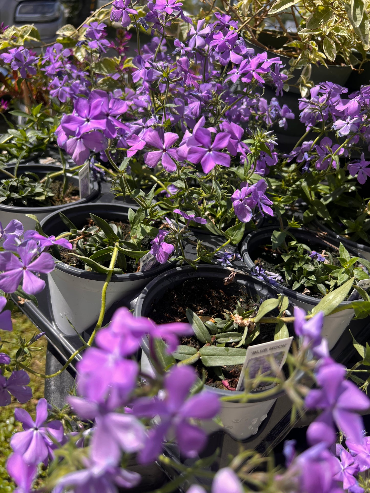 PHLOX BLUE MOON