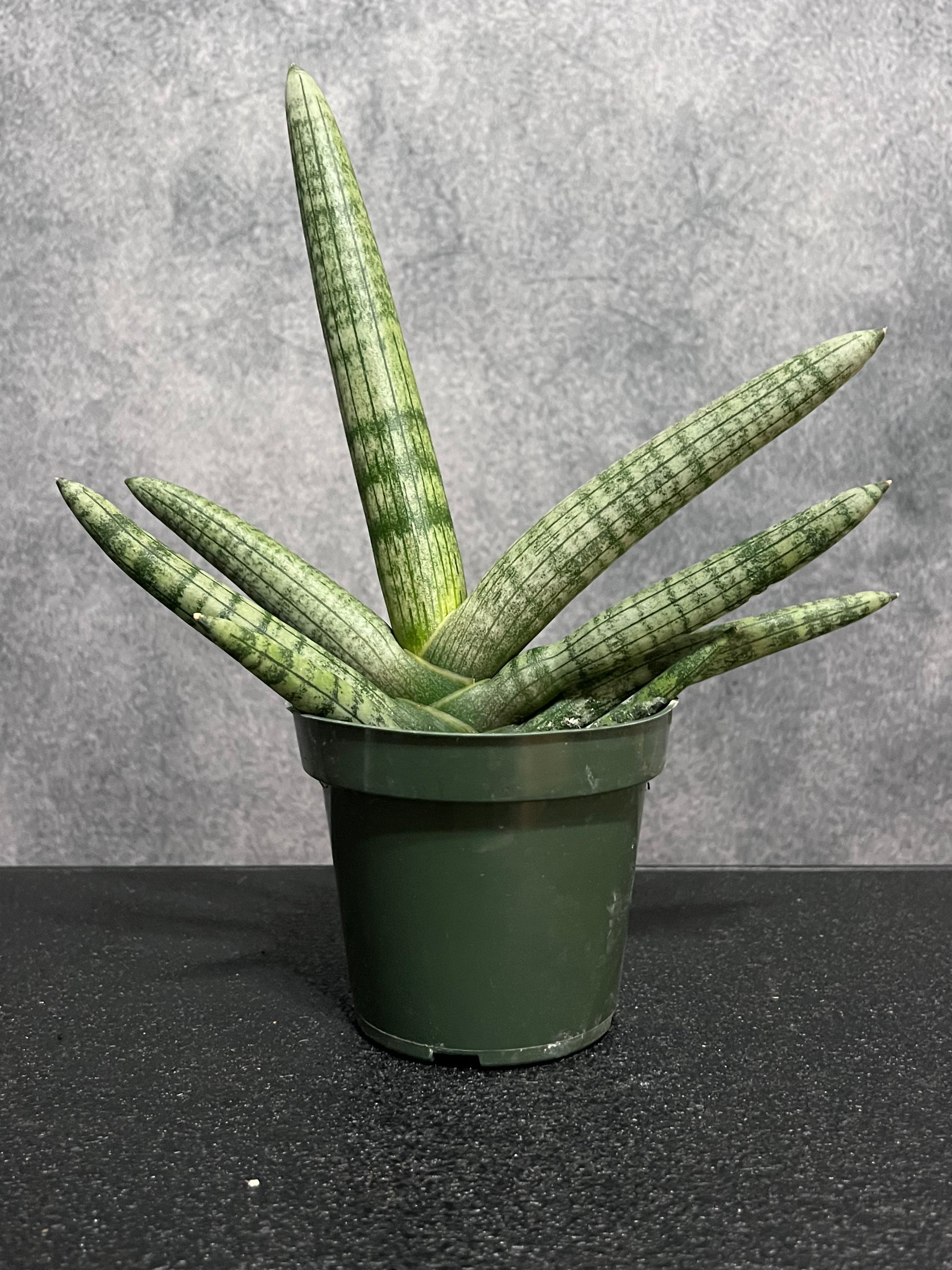 dracaena cylindrica Dracaena angolensis Sansevieria cylindrica – The Boho Being, LLC