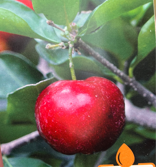 Southern Cherry