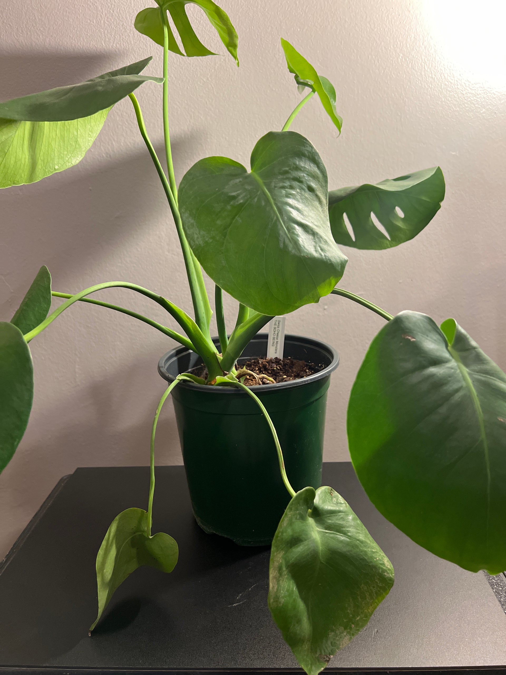 swiss cheese plant no holes Monstera Swiss Cheese