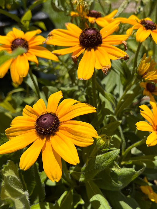 Indian Summer Black Eye Susan Rudbeckia