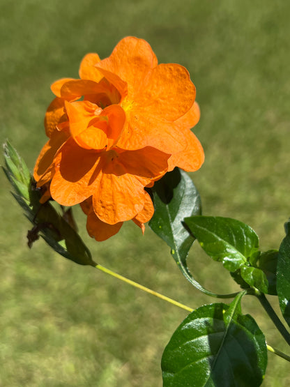 Crossandra Apricot Sun