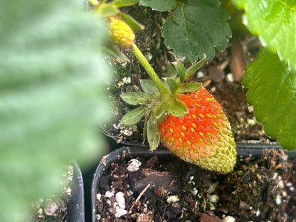 Strawberry Chandler 4 inch