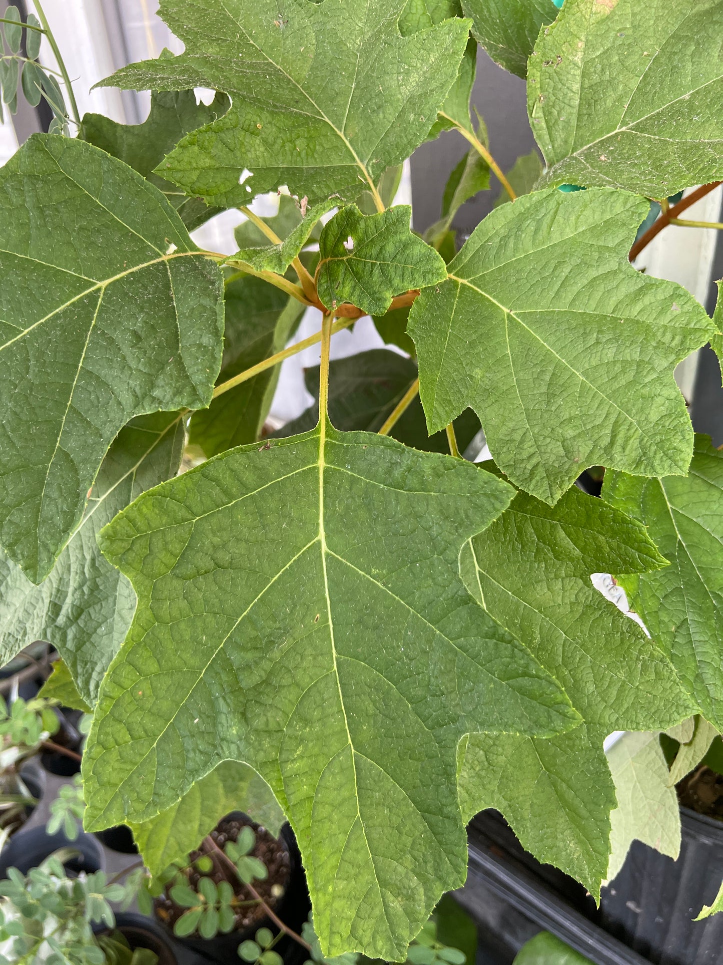 Hydrangea, Oak Leaf