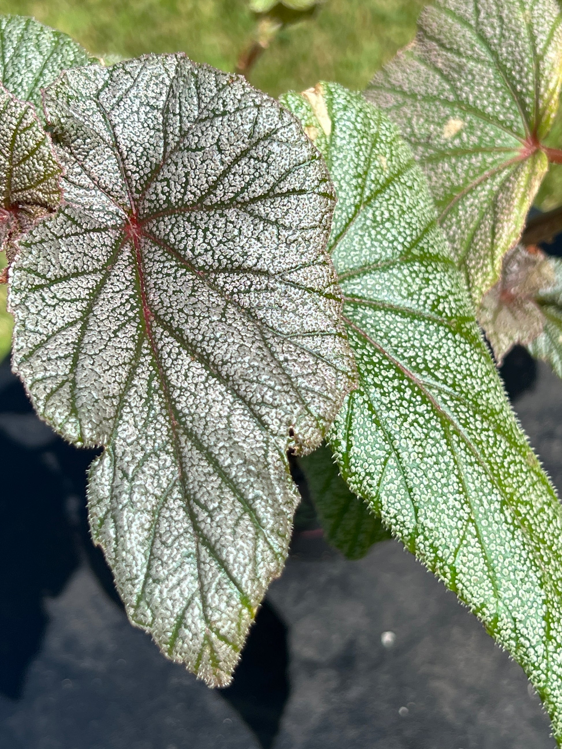 Begonia, Angel Wing, "Sinbad" Plant