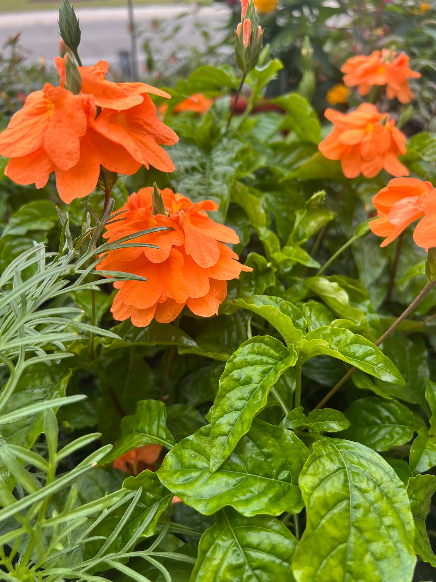 Crossandra Apricot Sun