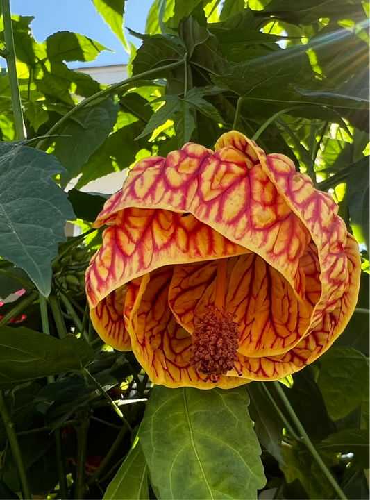 Abutilon Flowering Maple Red flower close up image