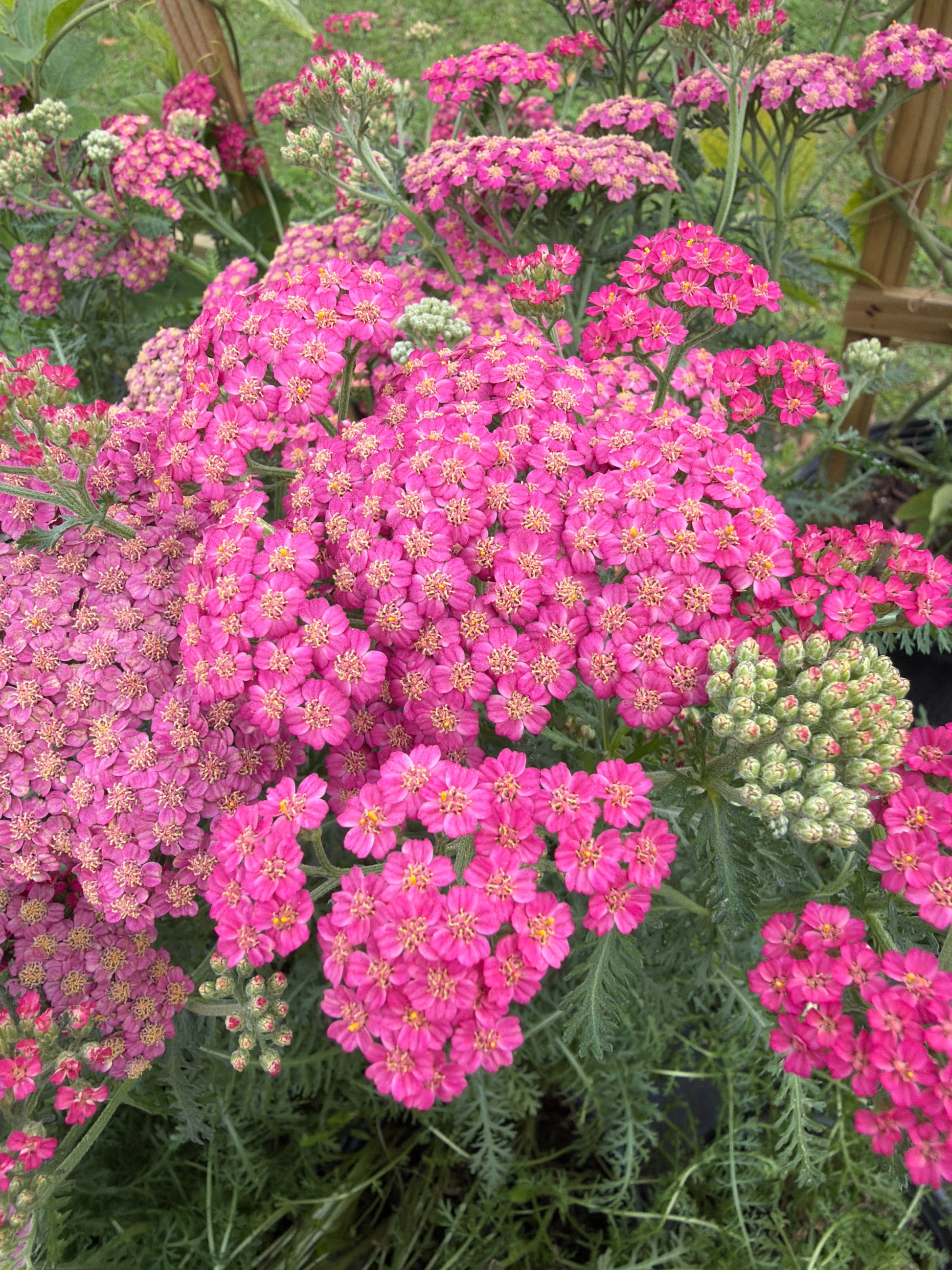 Close-up of pink yarrow flowers with green leaves in the background