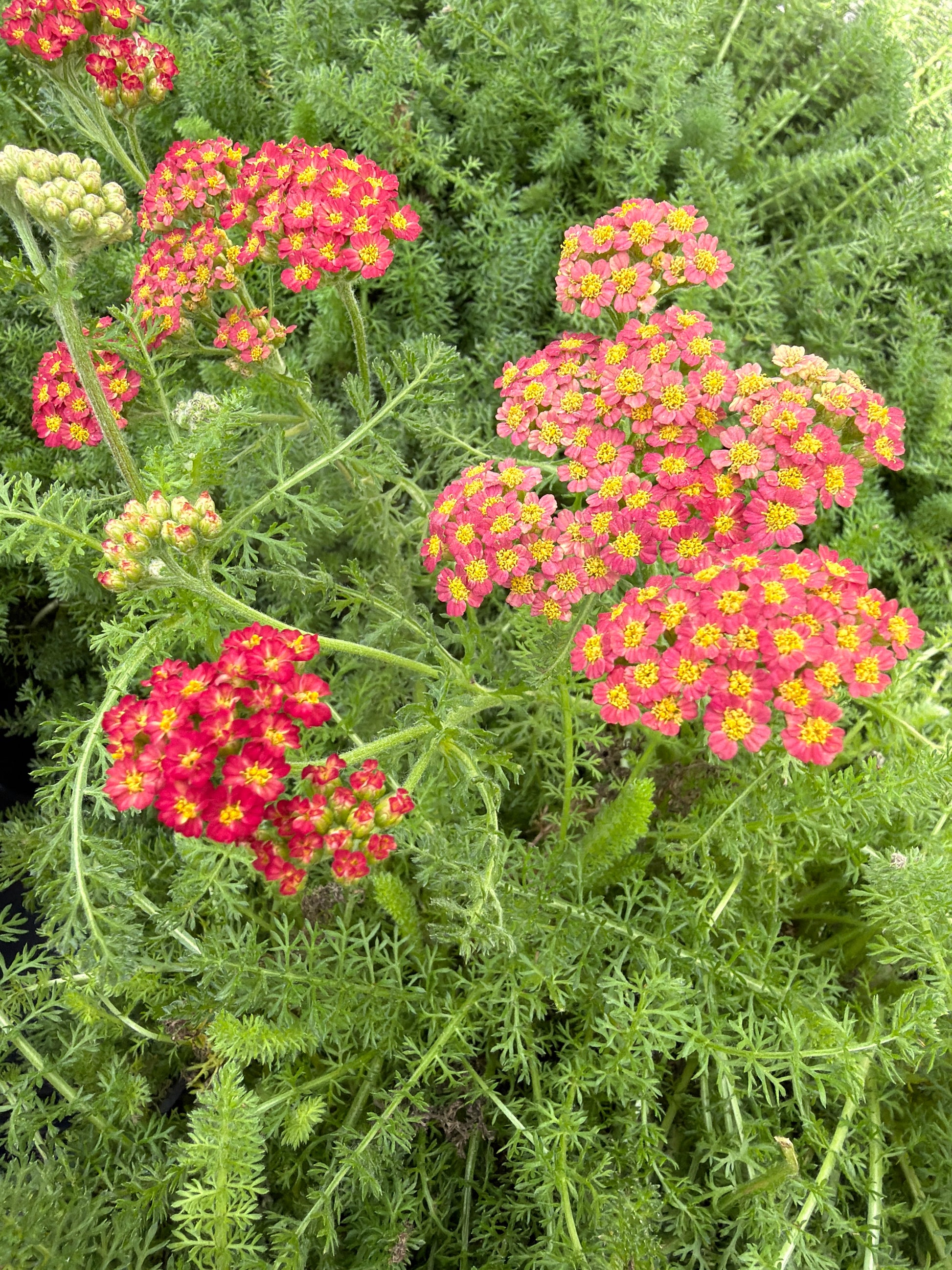 Close-up of pink Achillea Yarrow 'New Vintage Rose' flowers with green foliage