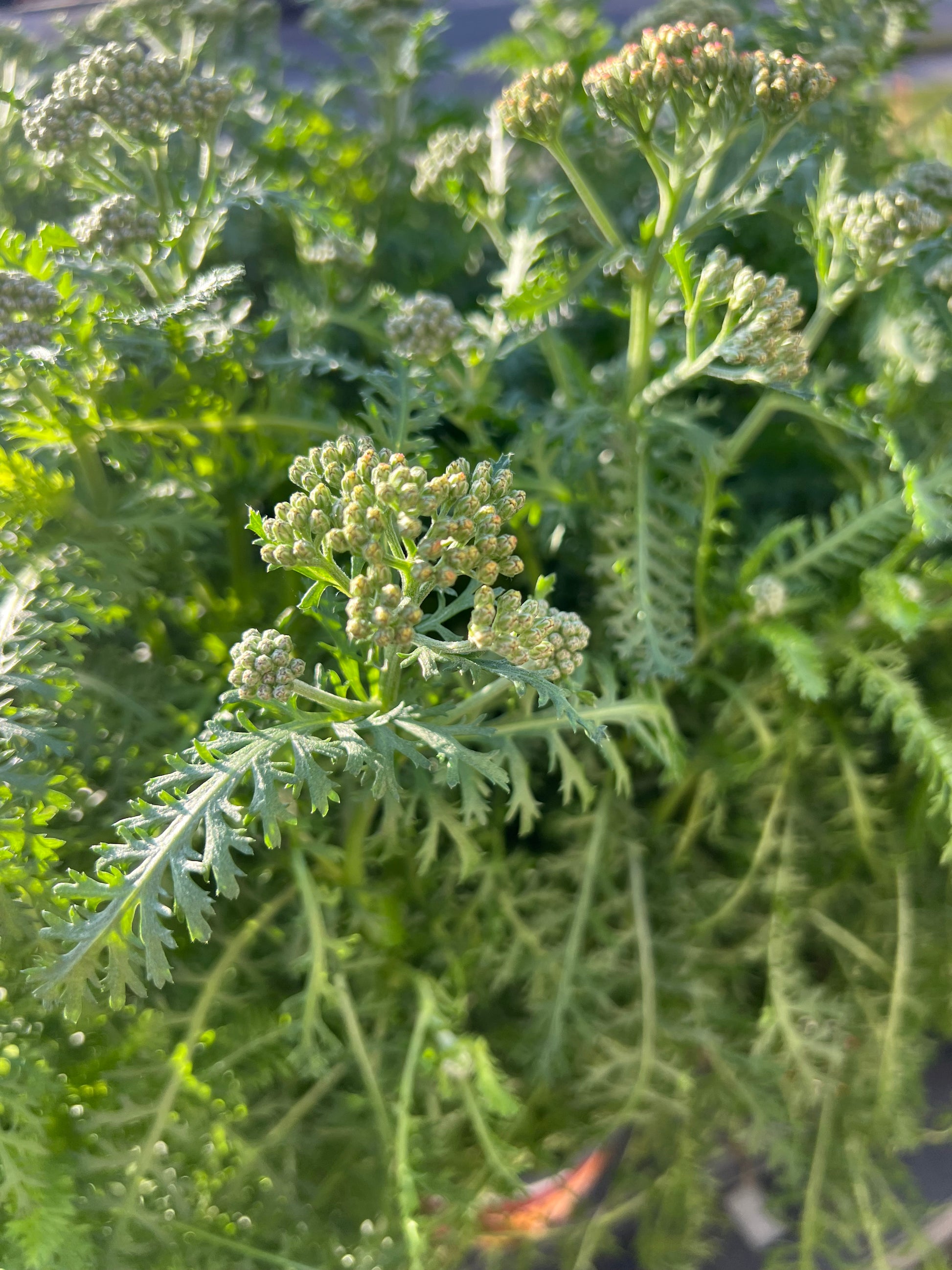 Close-up of Achillea 'New Vintage Rose' with rose-pink flower clusters and aromatic, fern-like, gray-green foliage.
