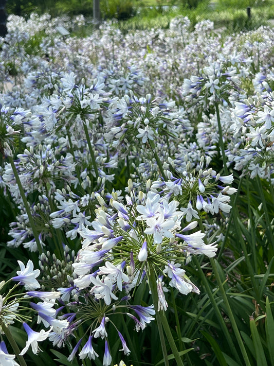 Agapanthus 'Ever Twilight ' Plant For Sale Flower