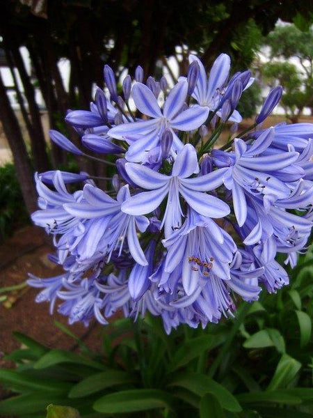 Agapanthus, Lily of the Nile
