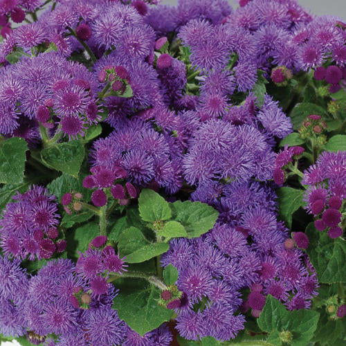 Ageratum Artist Blue
