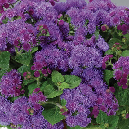 Ageratum Artist Blue