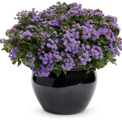 Ageratum Artist Blue