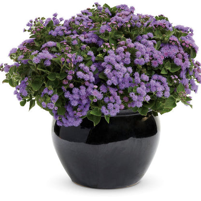 Ageratum Artist Blue