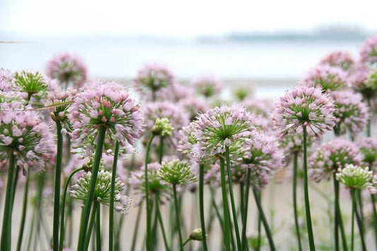 Allium 'Summer Beauty'