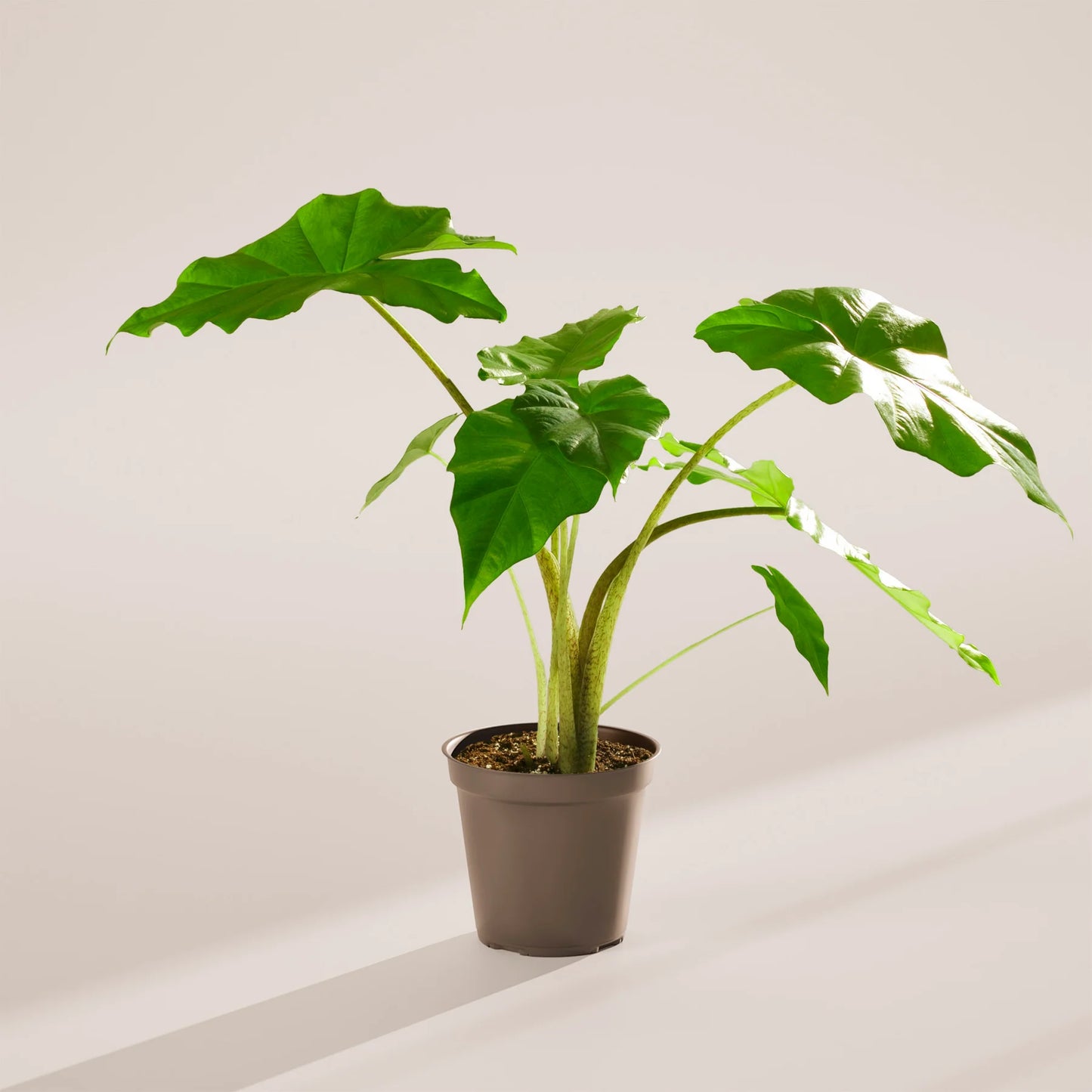 Alocasia Gagaena California