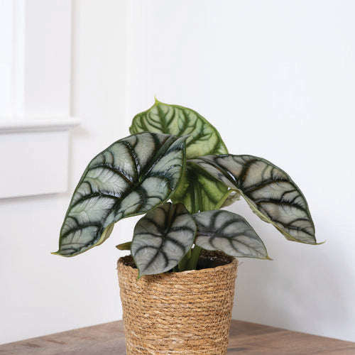 Alocasia Silver Dragon