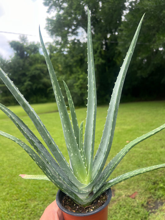 Aloe Vera Plant For Sale