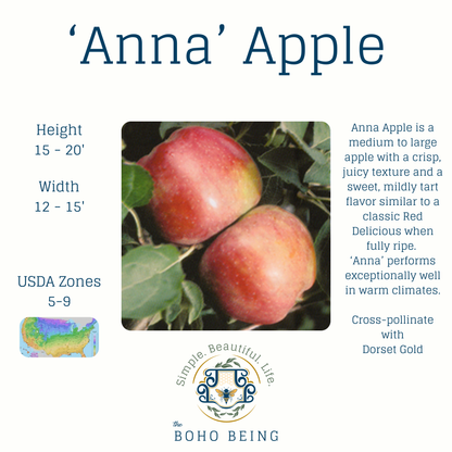 Fruit Trees - 3 Gallon Containers