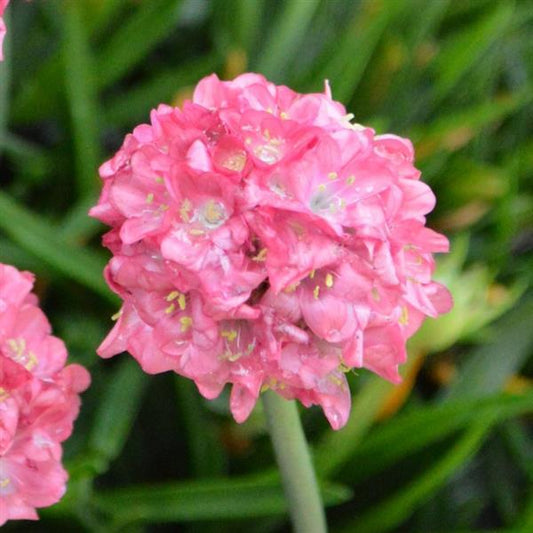 Armeria Dream Dreamland