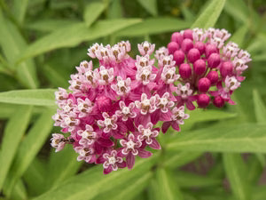 Asclepias incarnata Native Milkweed