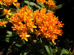Asclepias tuberosa Native Forest Milkweed